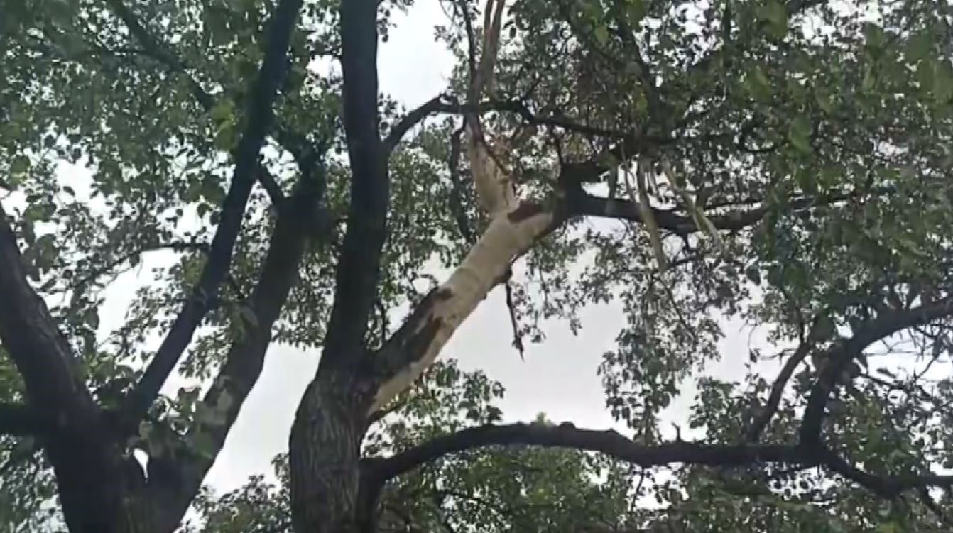 Evin bahçesine düşen yıldırım paniğe neden oldu