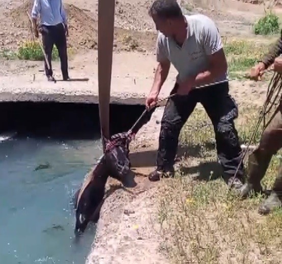 3 gündür kayıp olan at, sulama kanalında bulundu