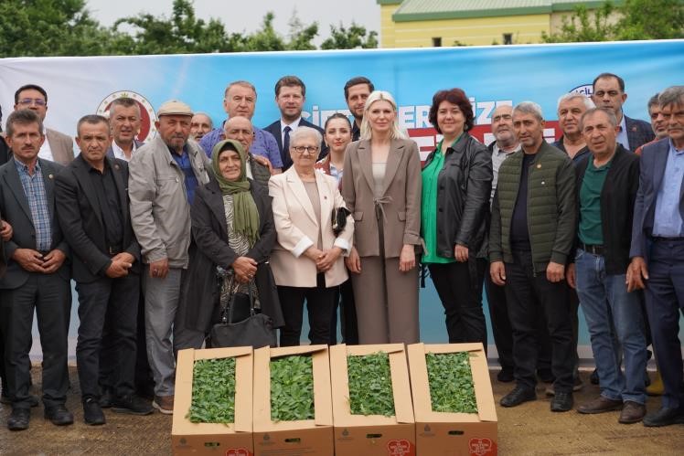 Son &uuml;&ccedil; yılda 1 milyon 700 bin fide dağıtıldı
