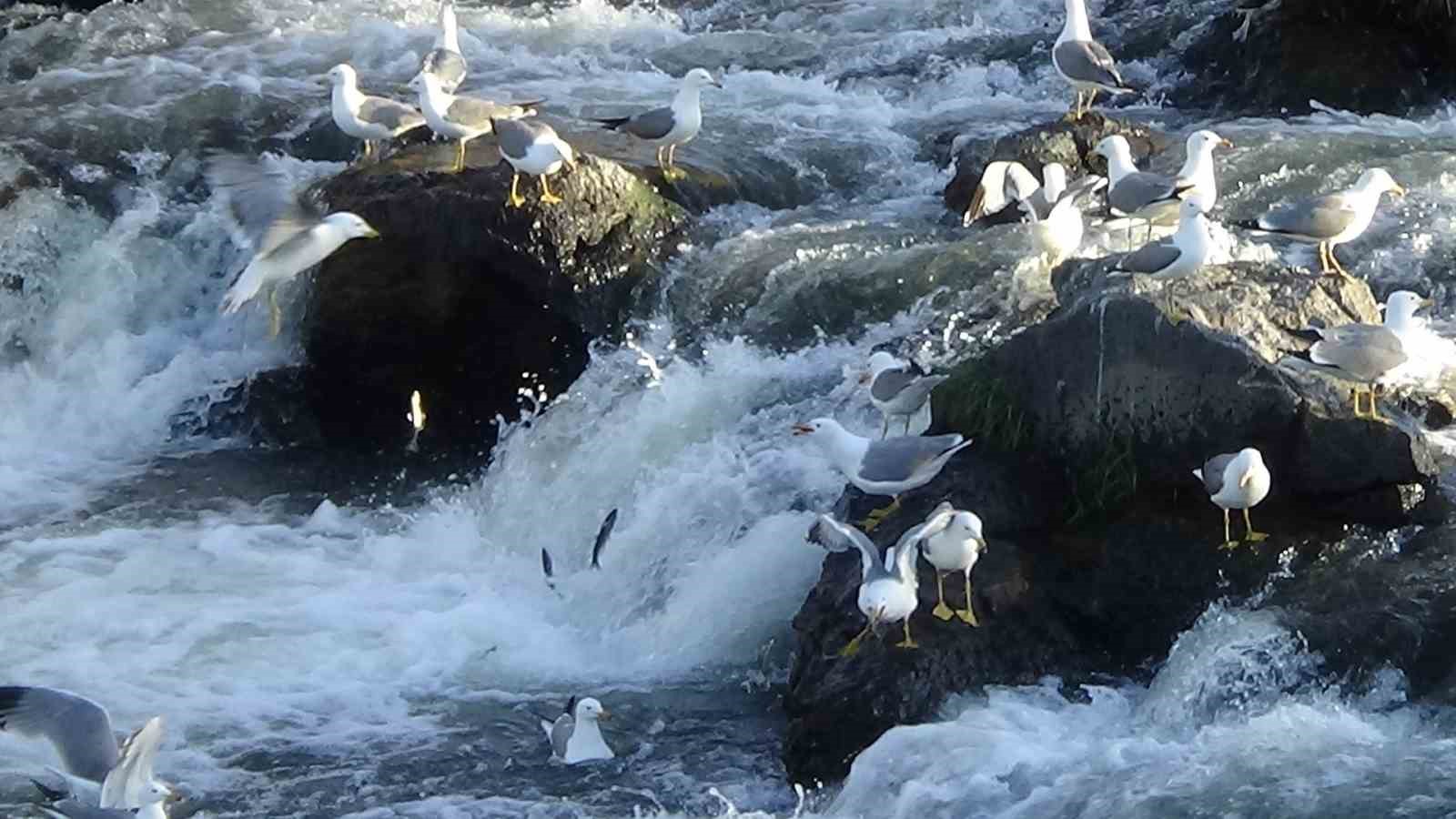 Martıların inci kefali avı
