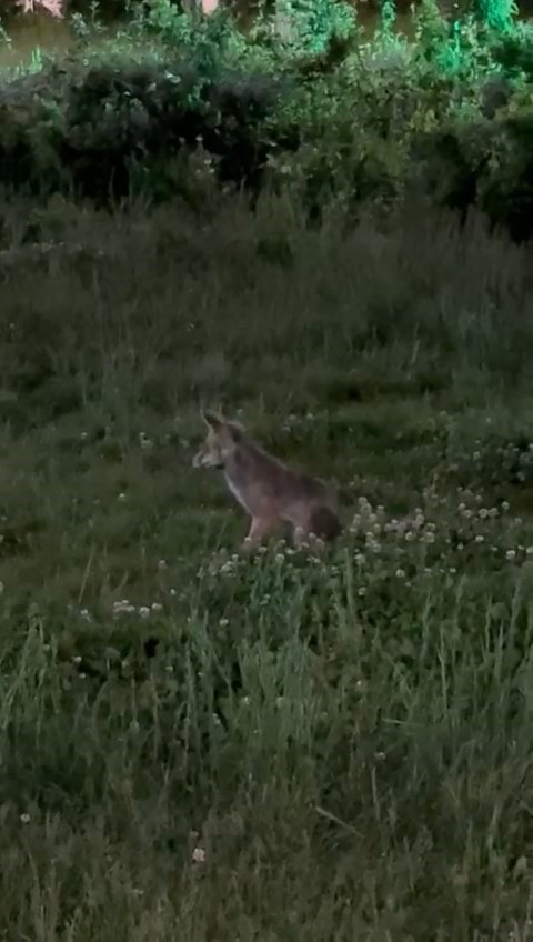 Elazığ’da aç kalan tilki, şehre indi