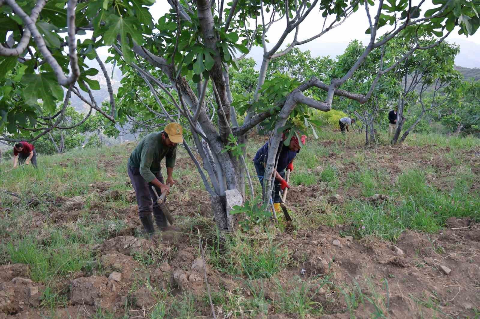 Aydın’da incir üreticisinin zorlu sezon hazırlığı başladı