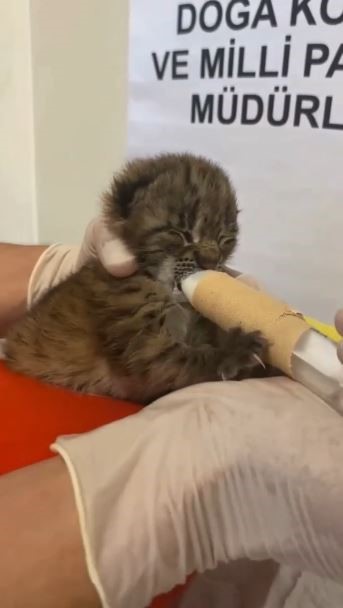 Annesini kaybeden yavru vaşak, korumaya alındı
