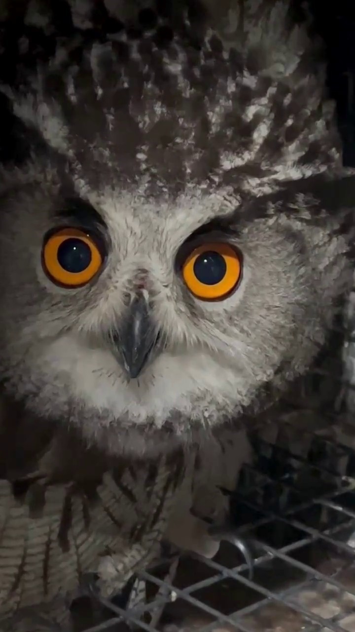 Puhu kuşu şimdi şefkatli ellerde