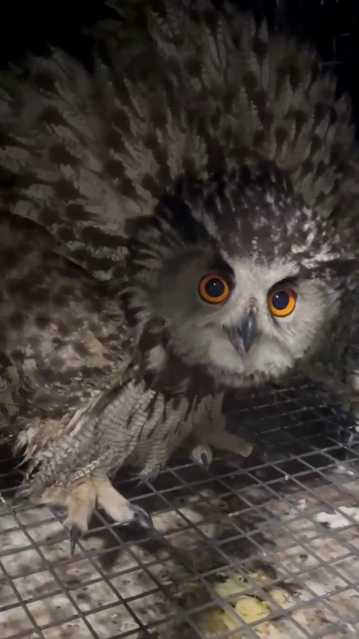 Puhu kuşu şimdi şefkatli ellerde
