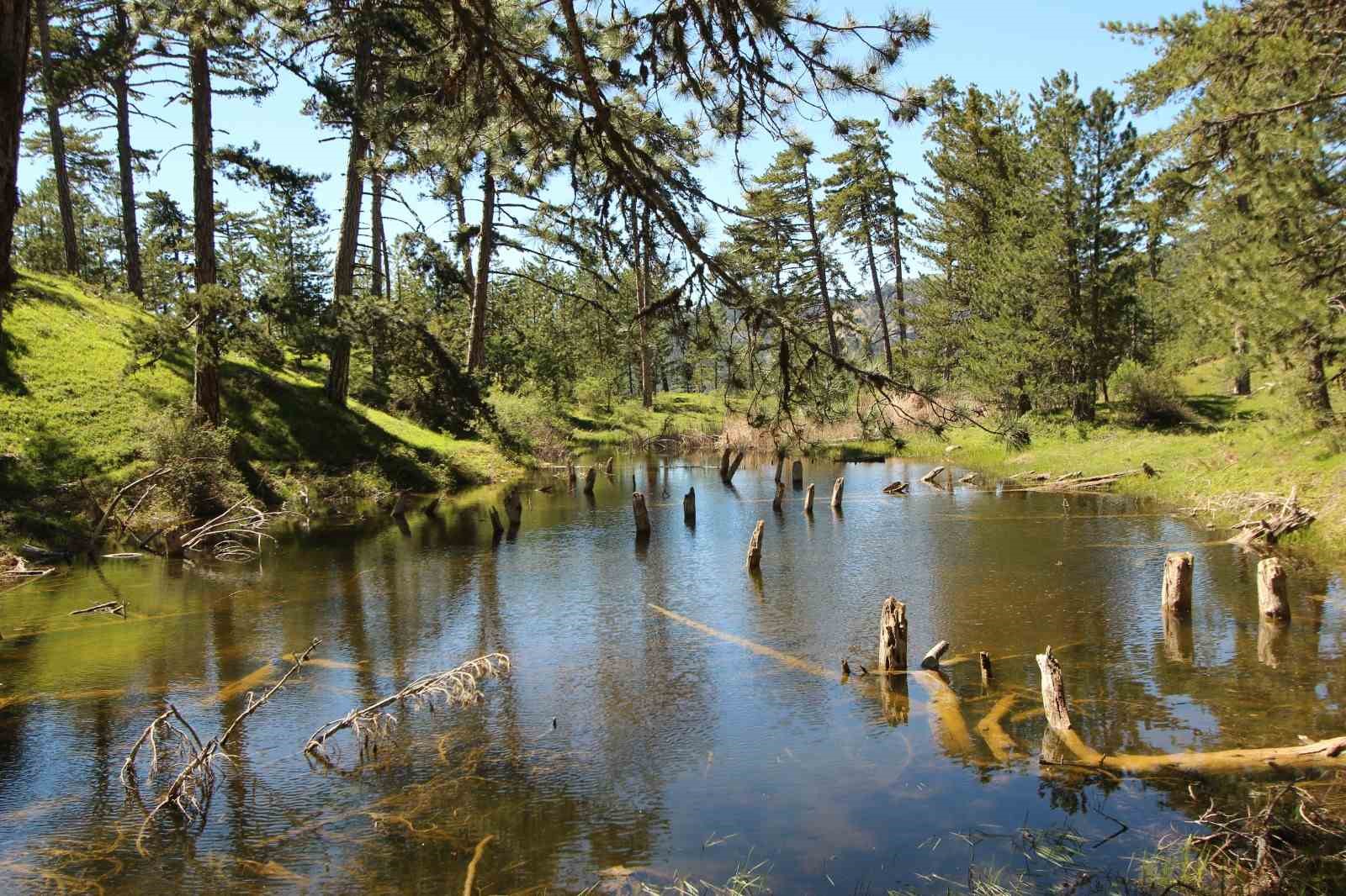 &Ccedil;am ağa&ccedil;larının arasındaki doğal g&uuml;zellik: Kocag&ouml;l
