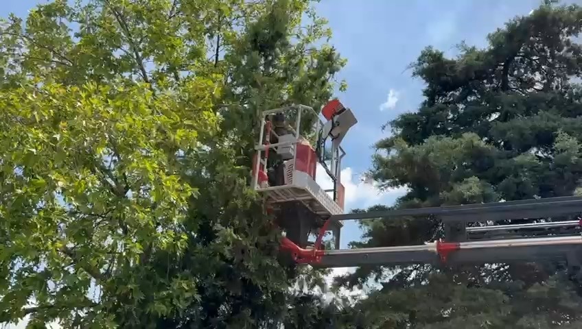 Bursa&rsquo;da ağaçta mahsur kalan kedileri itfaiye kurtardı