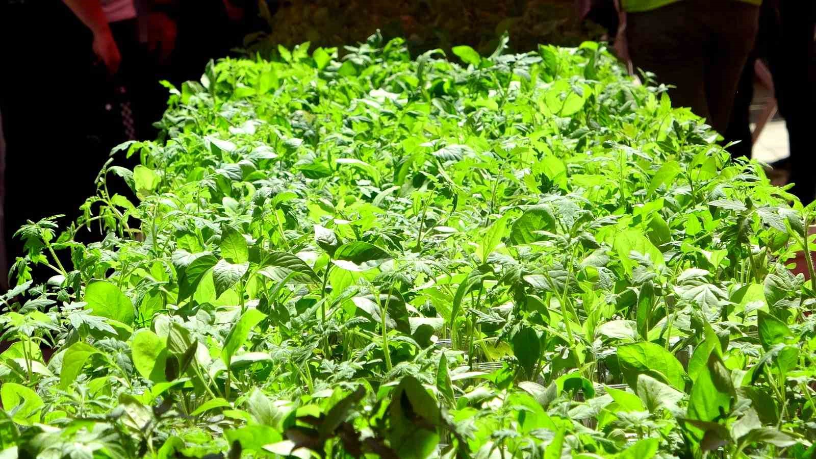 Menteşe Belediyesi 60 bin fide dağıttı
