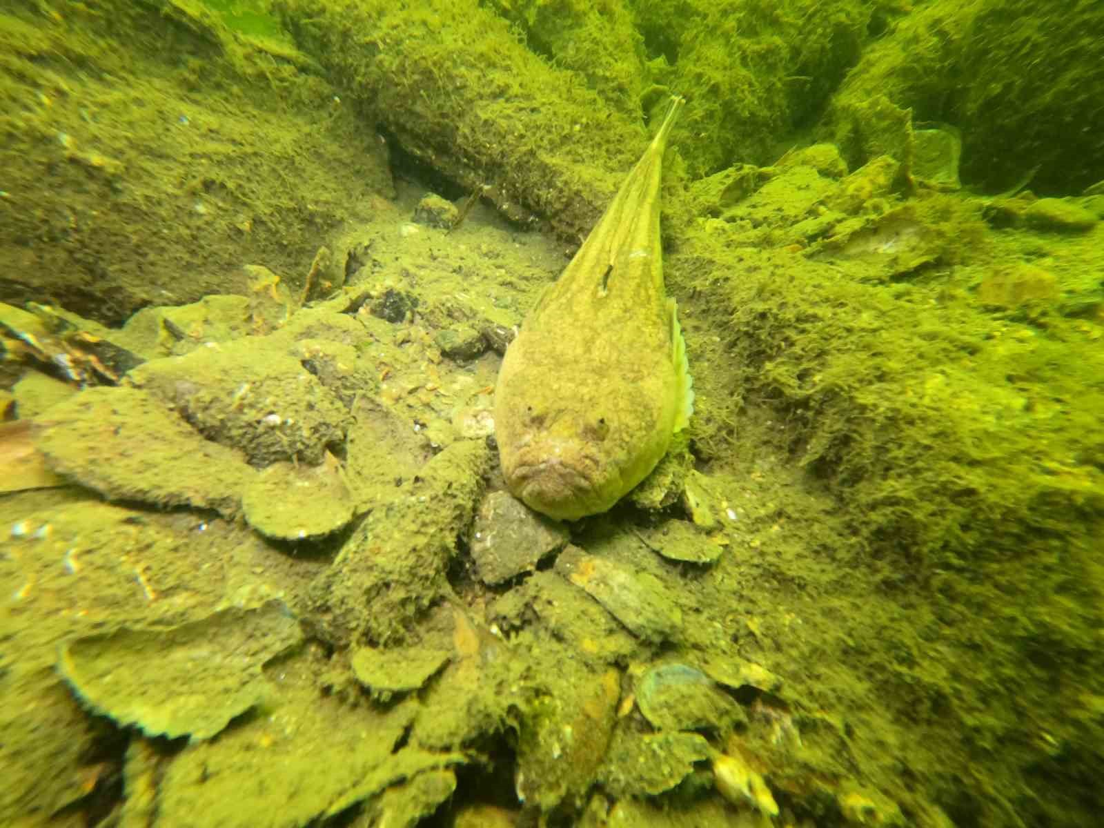 Gemlik’in dip temizliği büyükşehirden