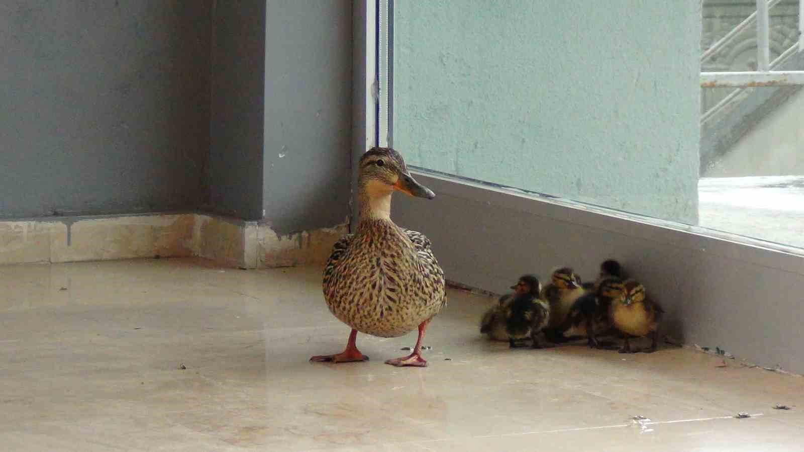 Kars’ta stadyuma yuva yapan yaban ördeği yavruları ile birlikte Kars Çayı’na bırakıldı