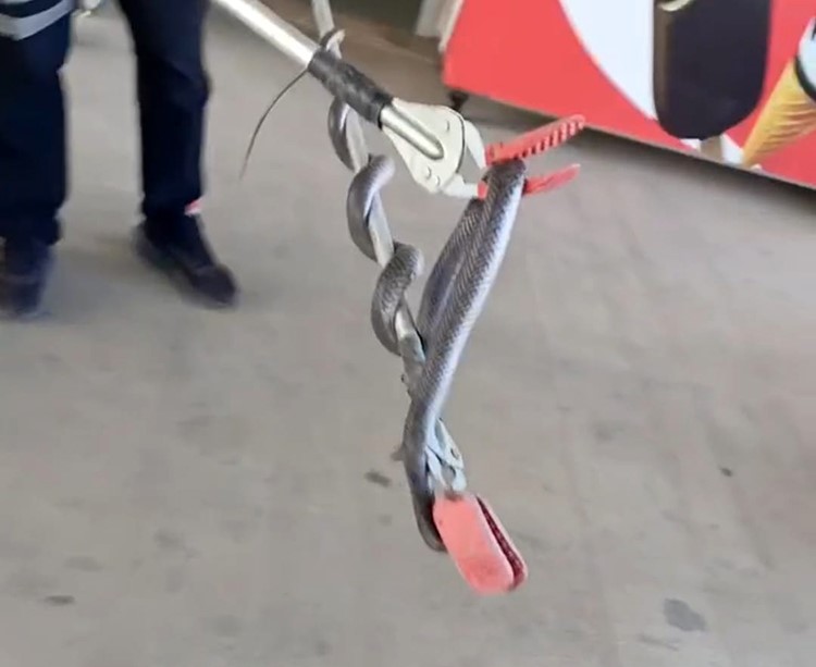 Diyarbakır’da markete giren yılan itfaiye erleri tarafından yakalandı