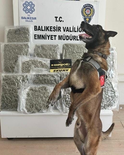 Narkotik köpeği ’Yaşa’ sayesinde 10 kilo esrar yakalandı