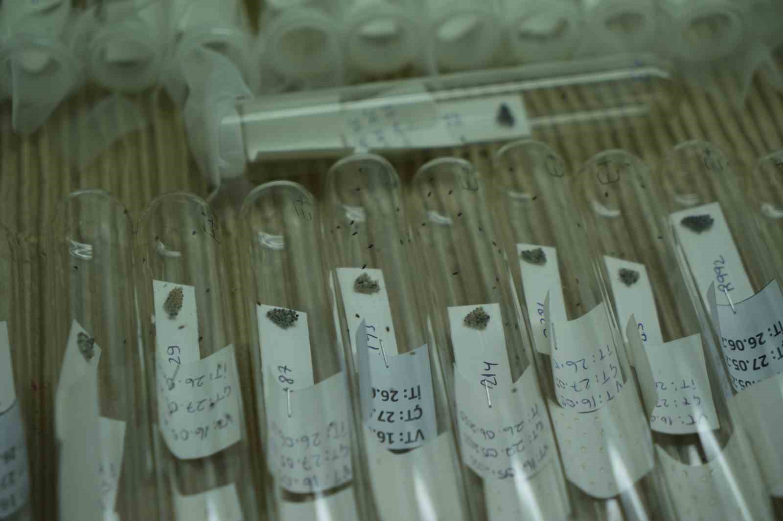 Kahverengi kokarcaya karşı biyolojik savaşta merkez Samsun: 750 bin &rsquo;samuray arısı&rsquo; &uuml;retiliyor
