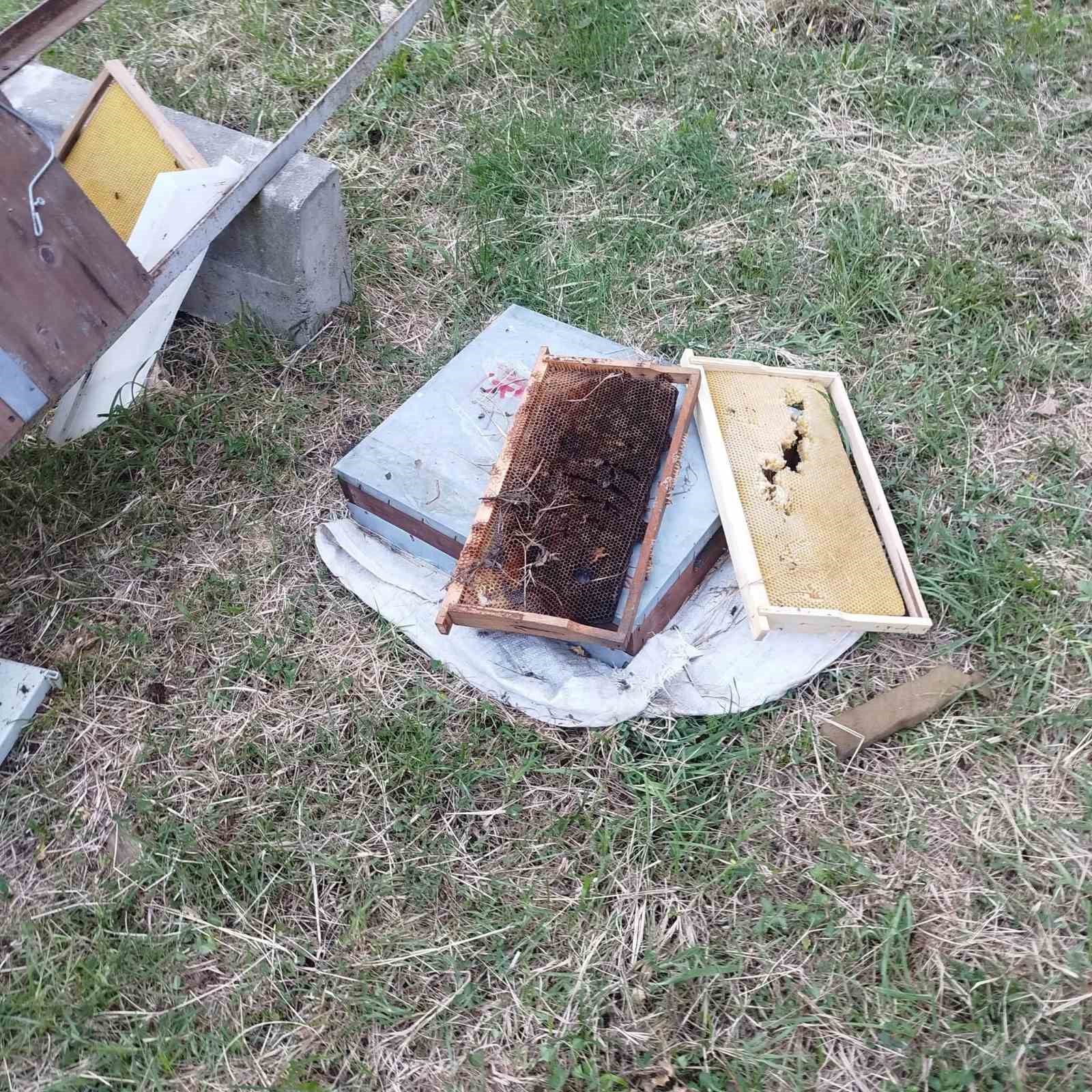 Kastamonu’da ayı 6 arı kovanını parçaladı