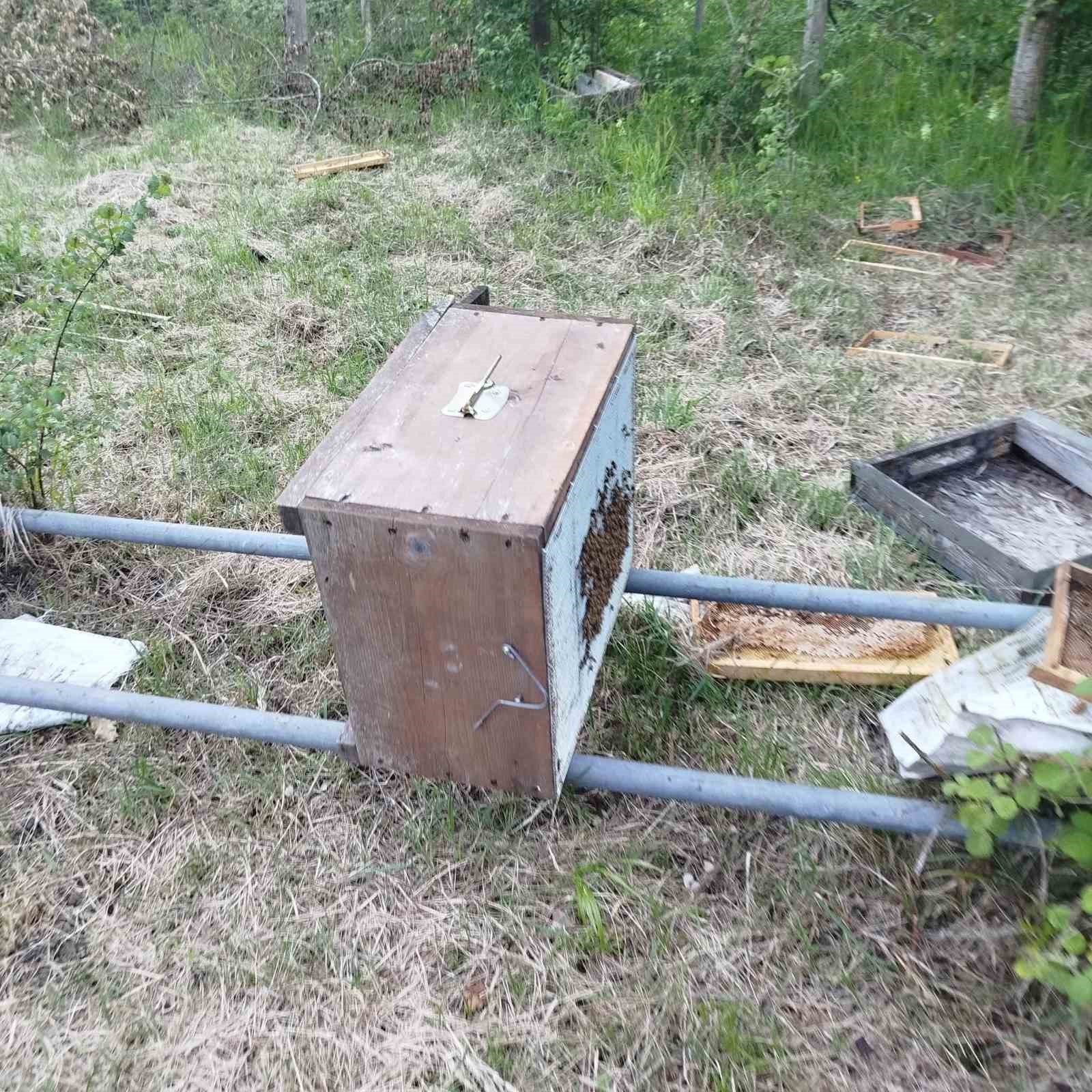 Kastamonu&rsquo;da ayı 6 arı kovanını par&ccedil;aladı
