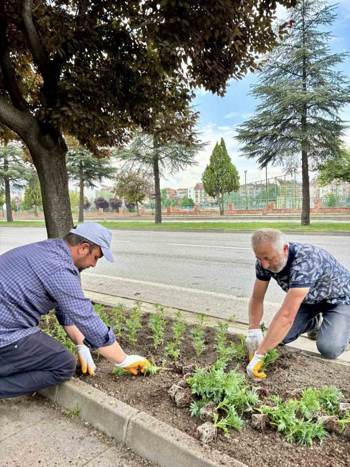 Taşk&ouml;pr&uuml;, 70 bin kadife &ccedil;i&ccedil;eğiyle renkleniyor

