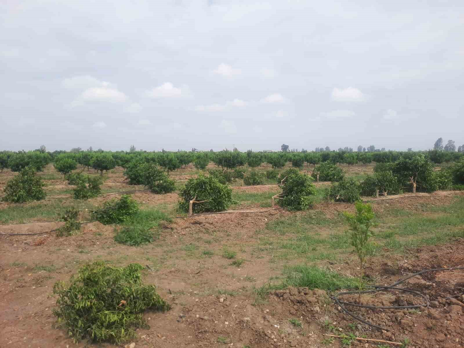 Mersin Tarsus’ta mandalina ağaçları katledildi