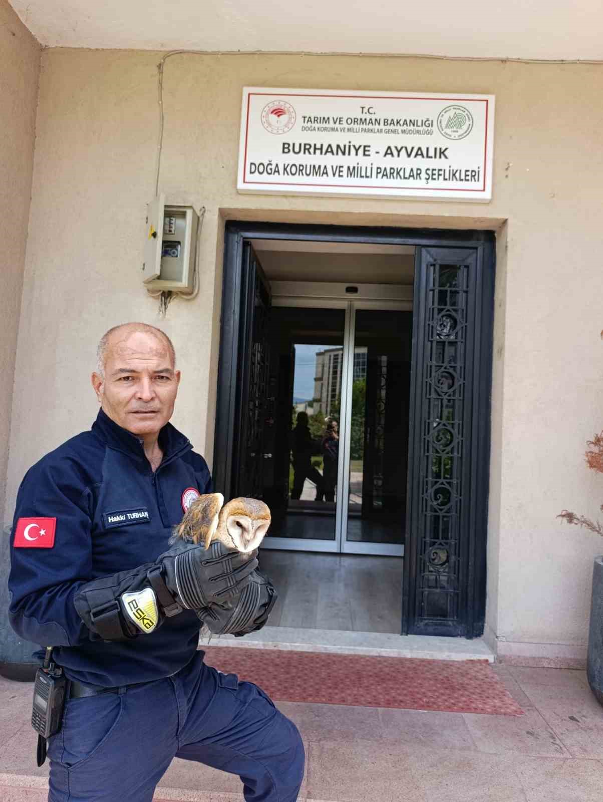 Burhaniye’de yaralı baykuş, milli parklar şefliğine teslim edildi