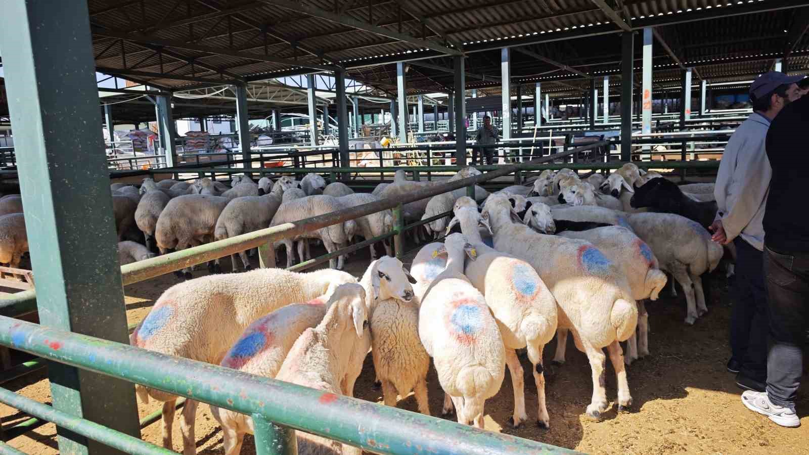 Malatya’da Kurban Pazarı hareketlendi ancak satışlar durgun
