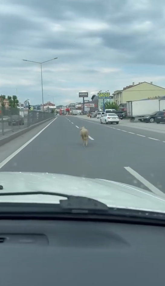 Yalova&rsquo;da ka&ccedil;ak kurbanlık koyun trafiği birbirine kattı
