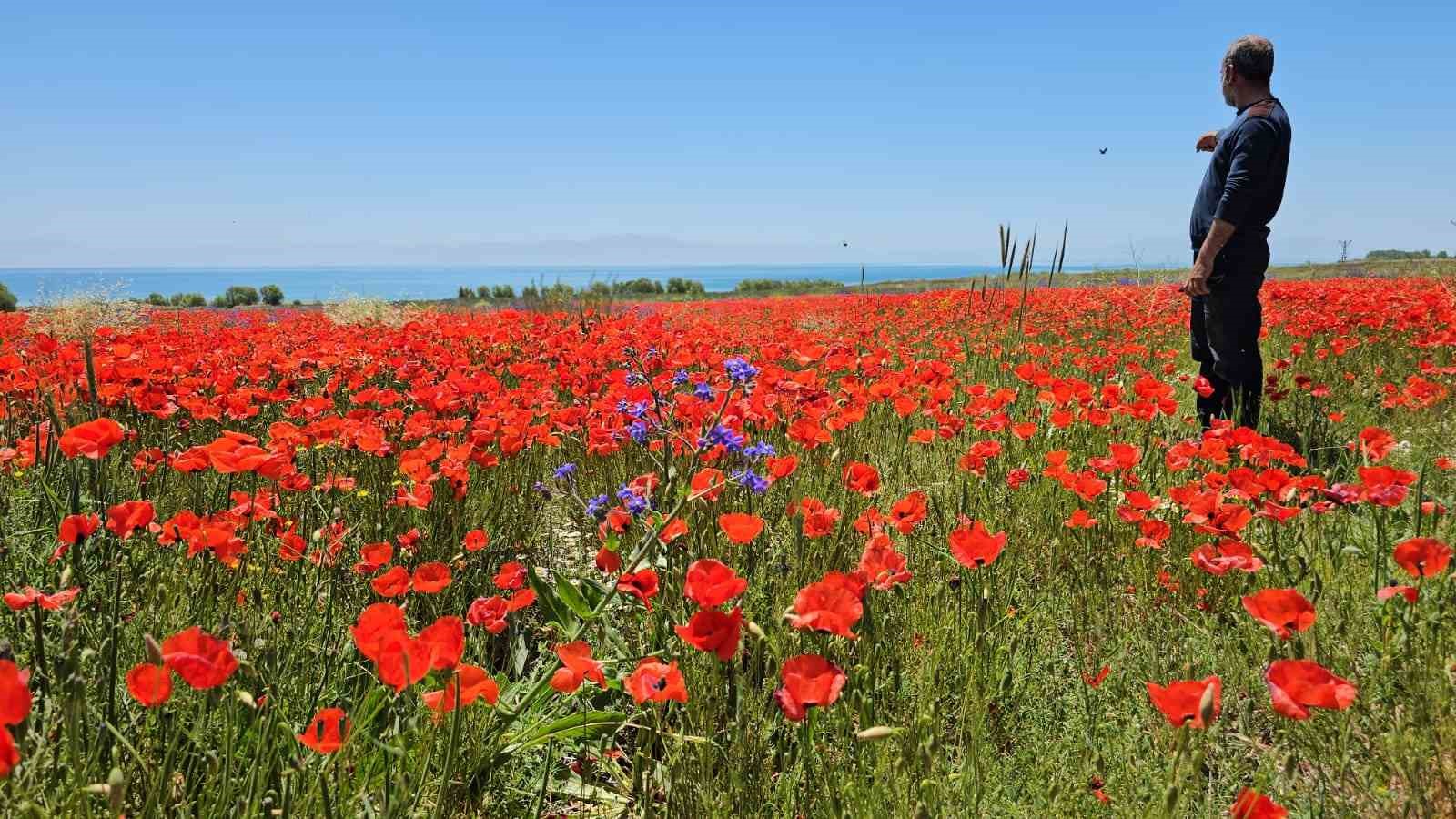 Adilcevaz’da tarlalar kırmızıya büründü