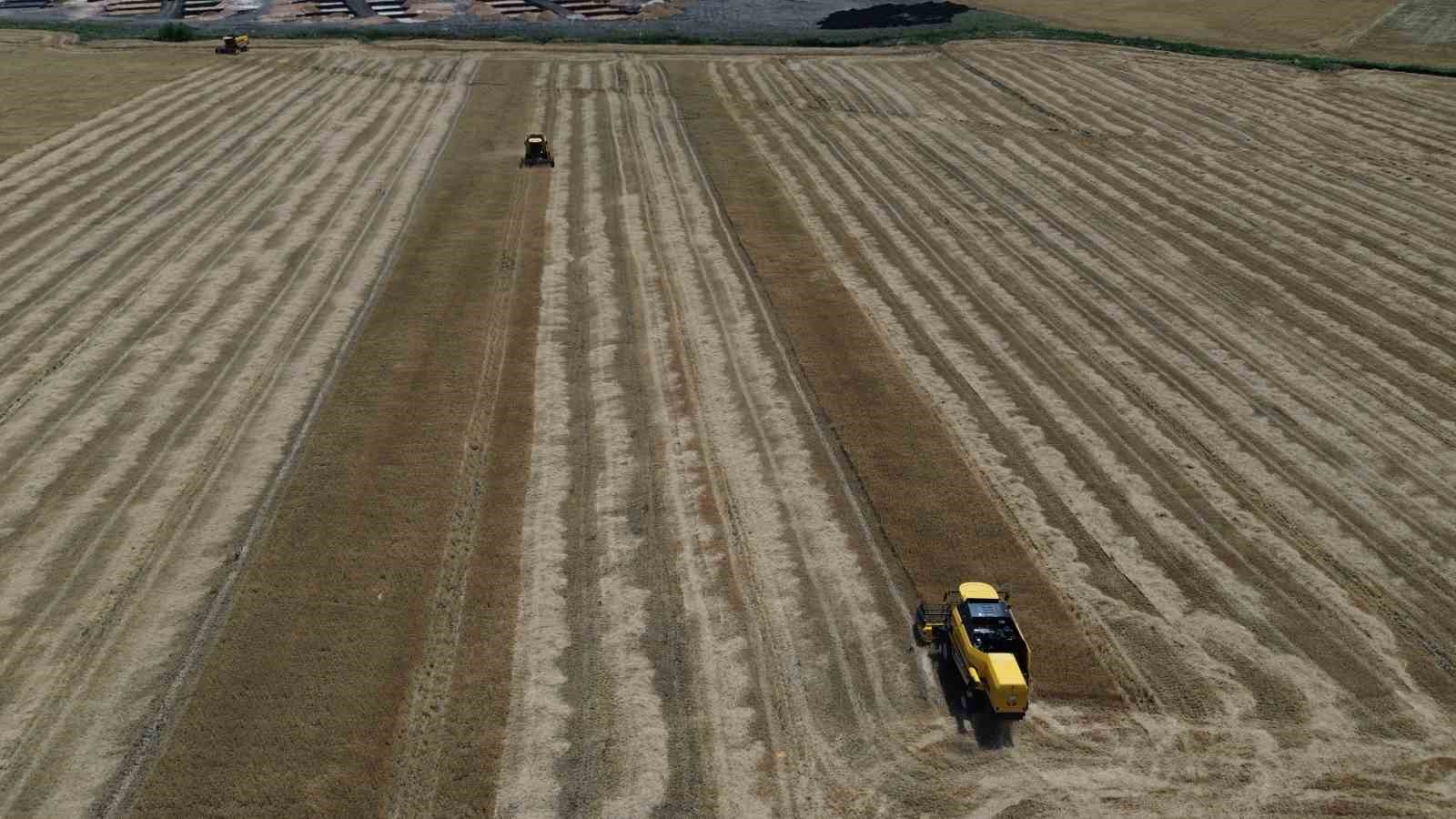 Amik Ovası’nda kuraklık buğdayda rekolteyi yarı yarıya düşürdü