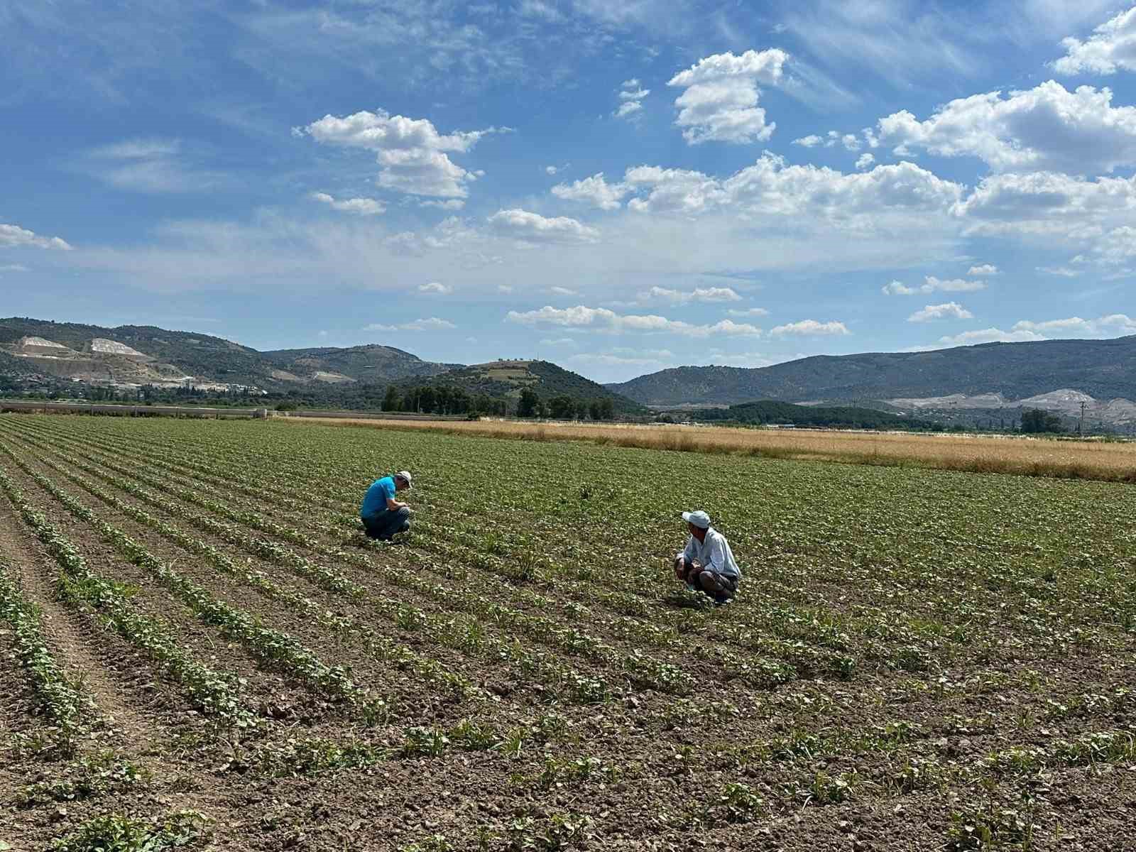 Pamuk üreticilerine "mücadele" çağrısı