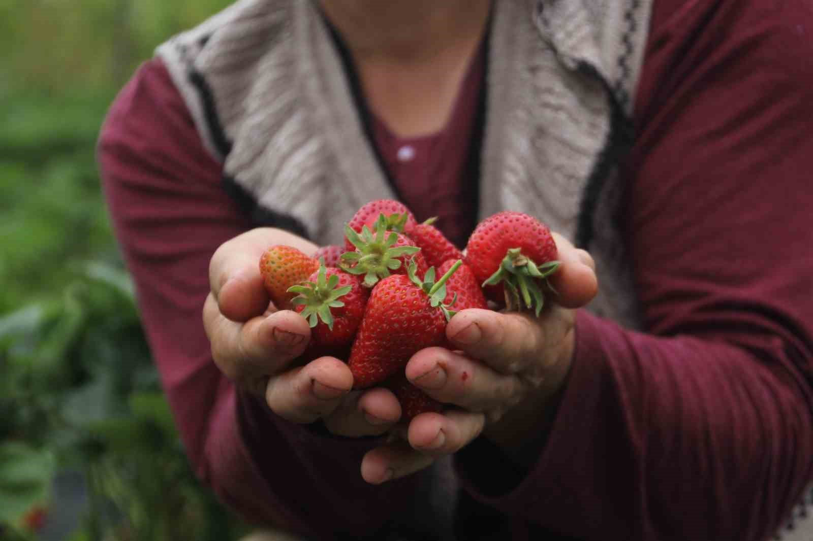 Ordu’nun çalışkan kadınları çilek hasadında