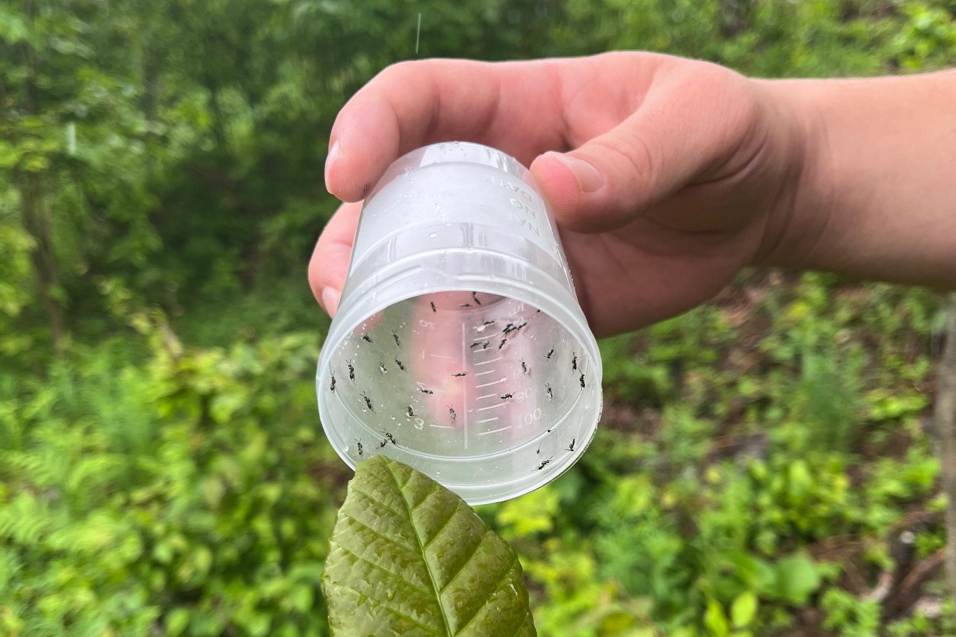 Gal arısıyla mücadele devam ediyor