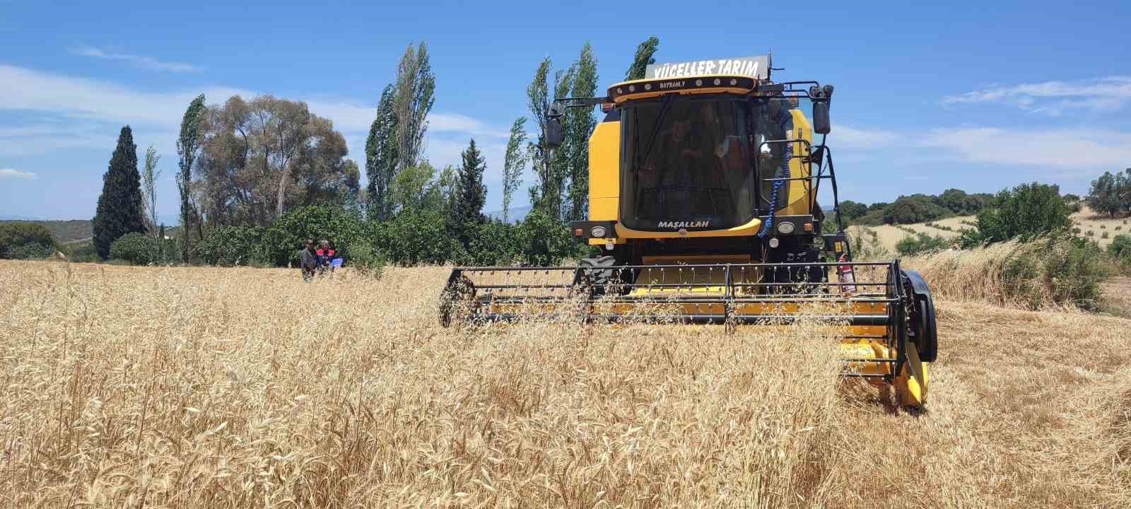 Hububatta hasat dönemi başladı