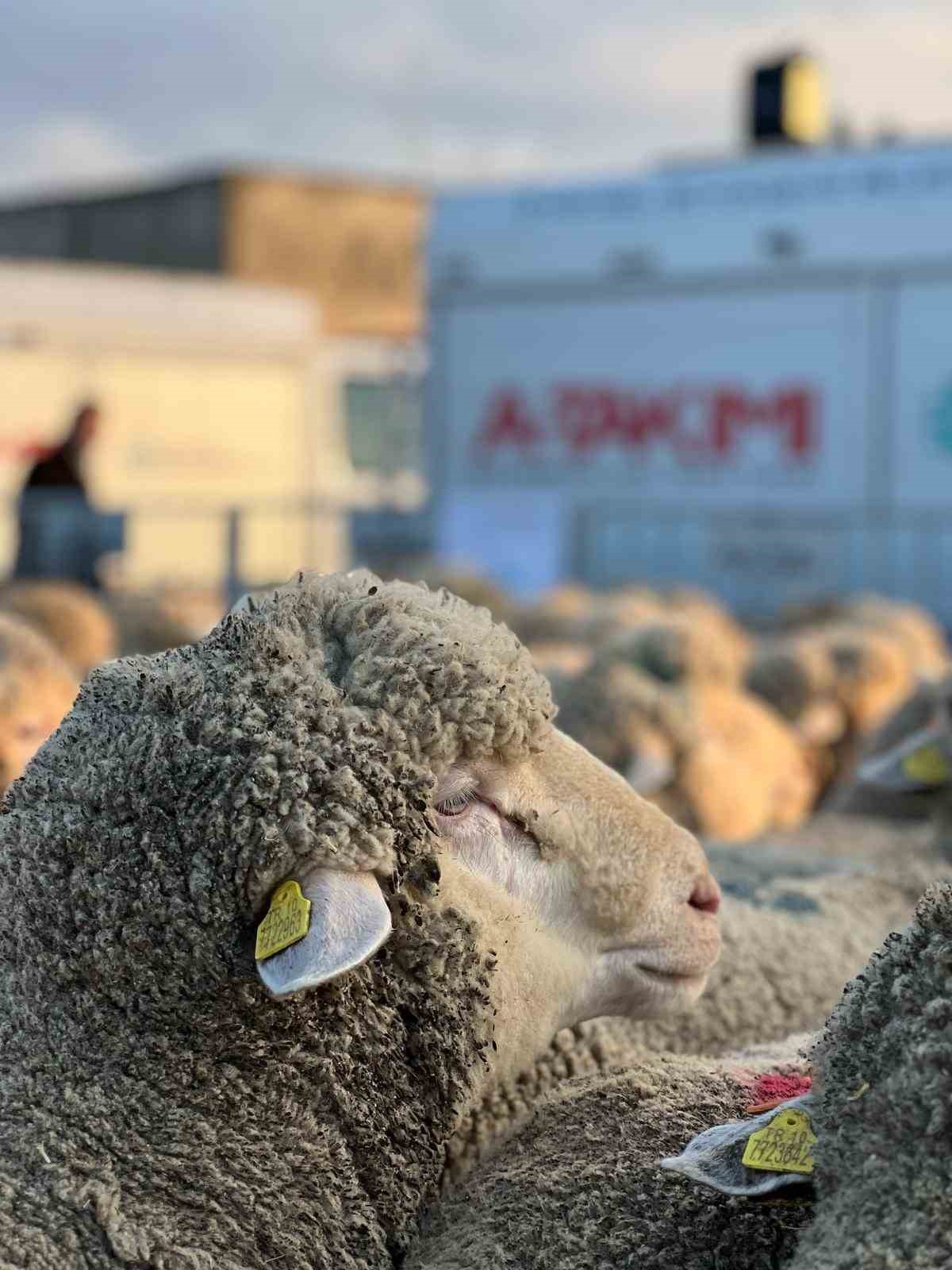 Üreticilere damızlık koç desteği