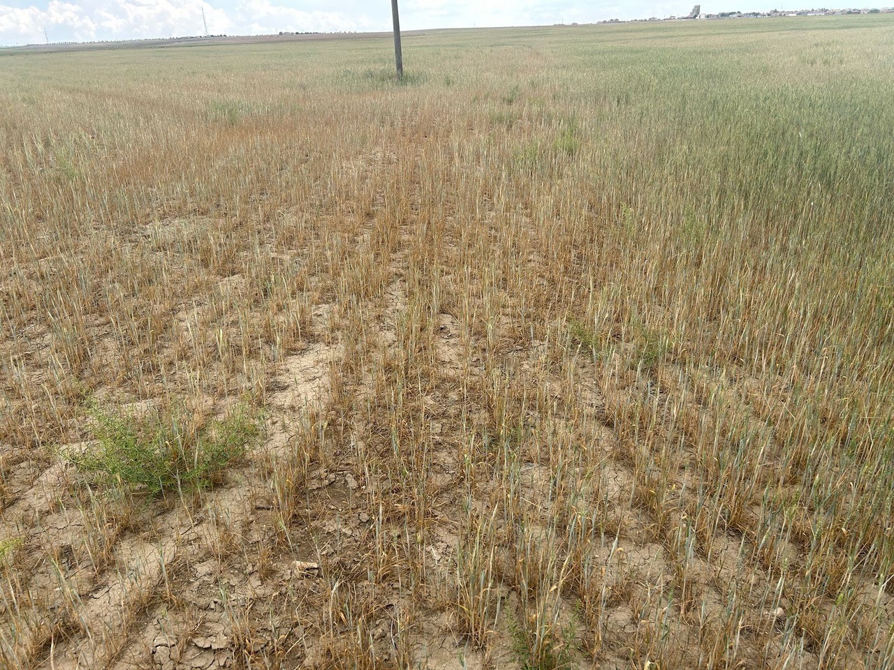 Kulu&rsquo;da kıra&ccedil; arazilerde hasat yapılamayacak
