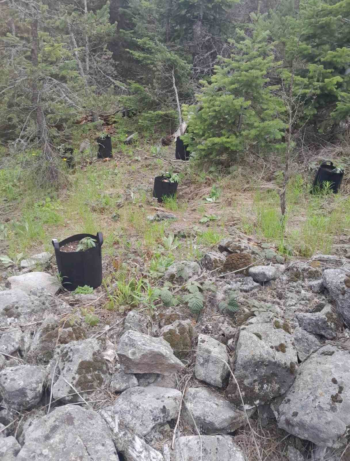 Ormanlık alanda yetiştirdiği kenevirleri sulamaya giderken yakalandı
