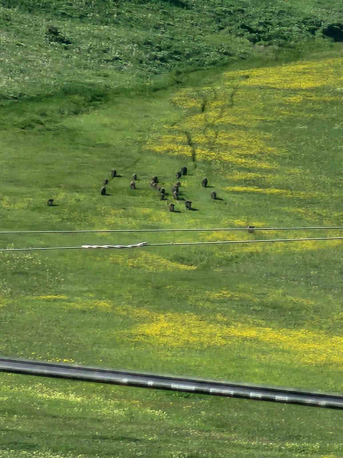 Horasan’da domuz sürüsü görüntülendi