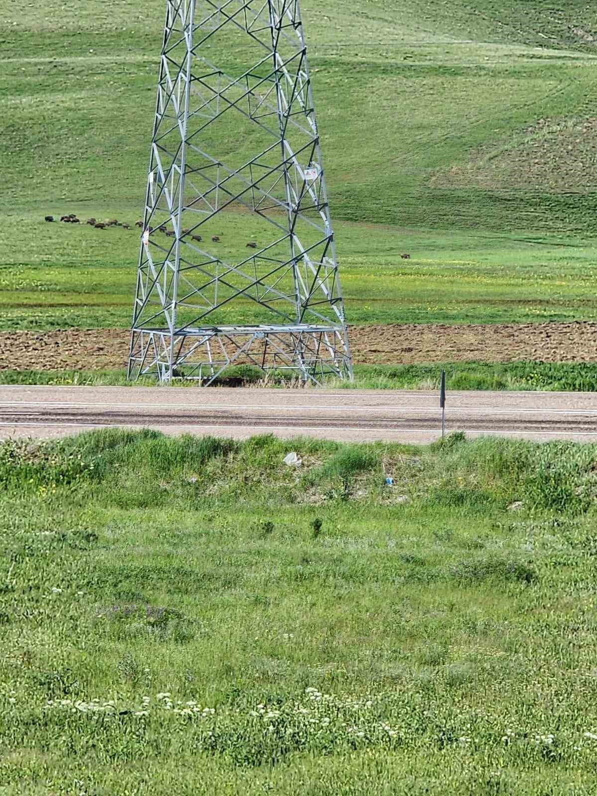 Horasan&rsquo;da domuz s&uuml;r&uuml;s&uuml; g&ouml;r&uuml;nt&uuml;lendi
