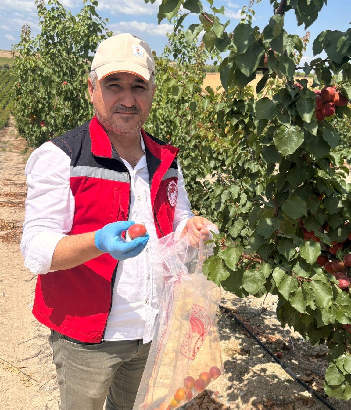 Salihli&rsquo;de &uuml;reticilere &rsquo;Fidan dip kurdu&rsquo; uyarısı
