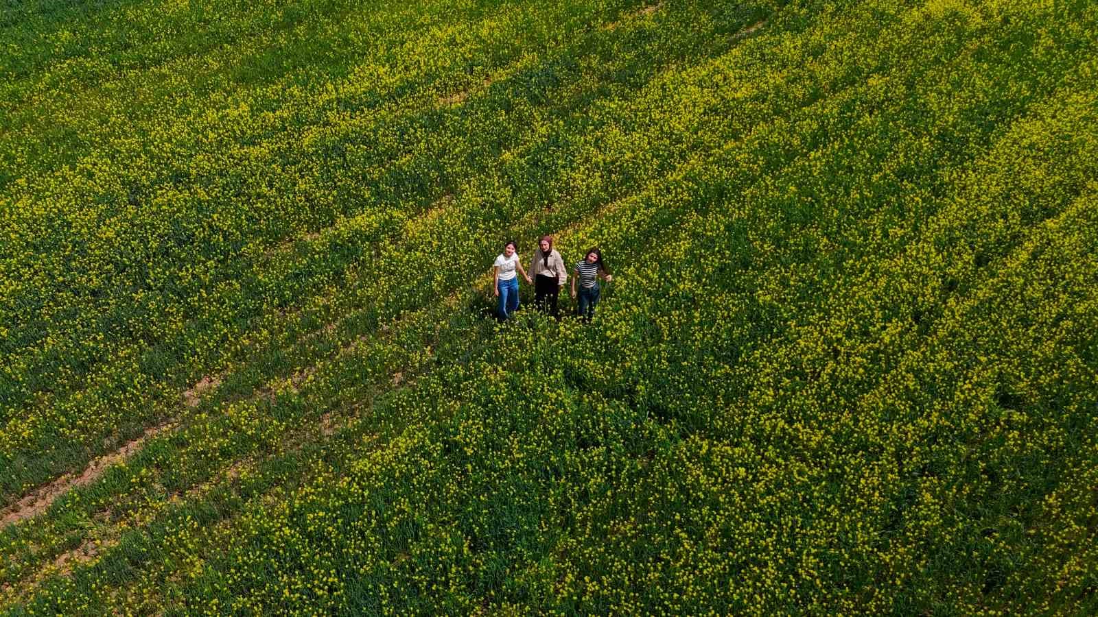 Çiçek tarlaları bozkırı sarıya boyadı