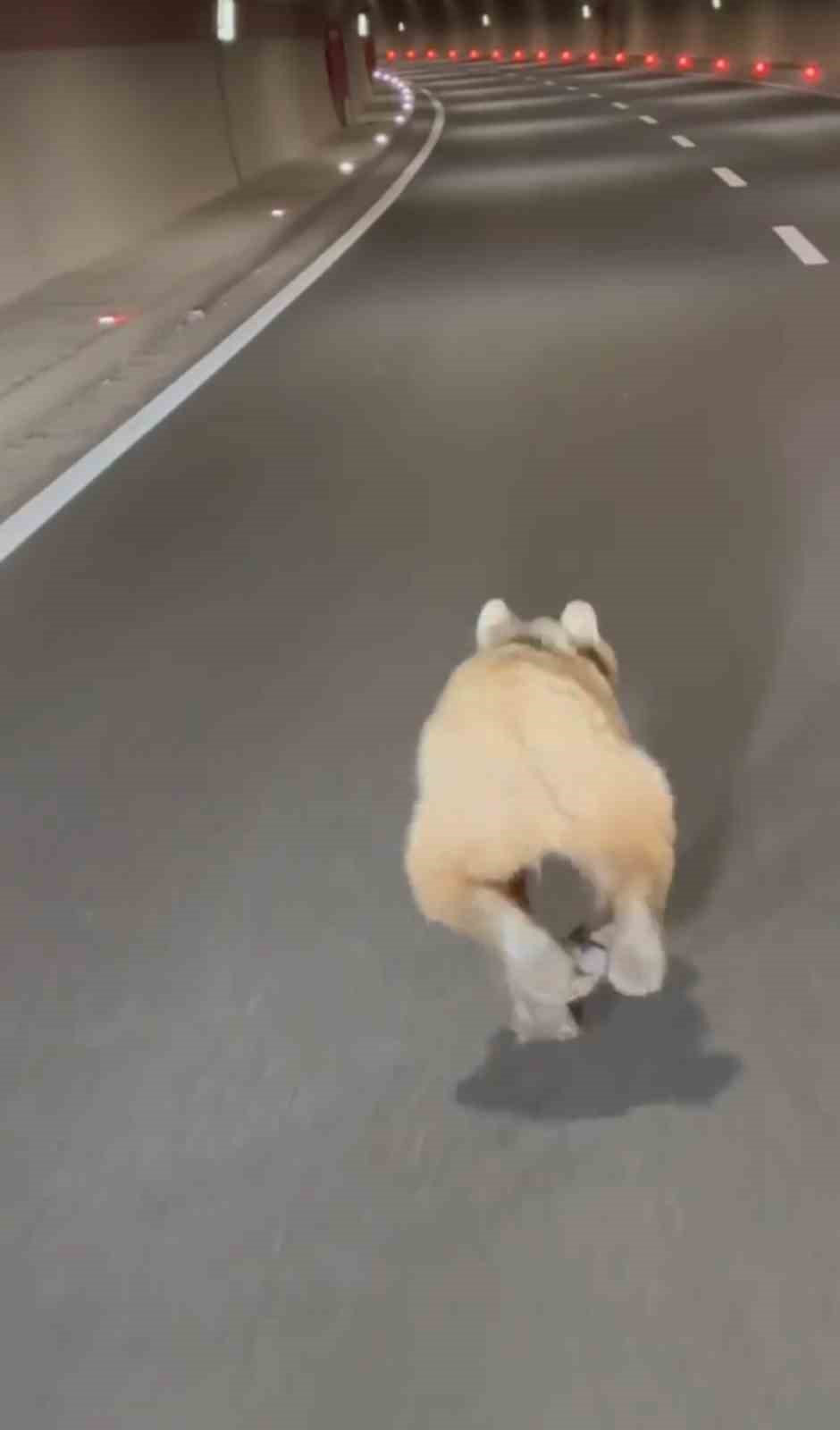 Tünelde koşan ayı cep telefonu kamerasında