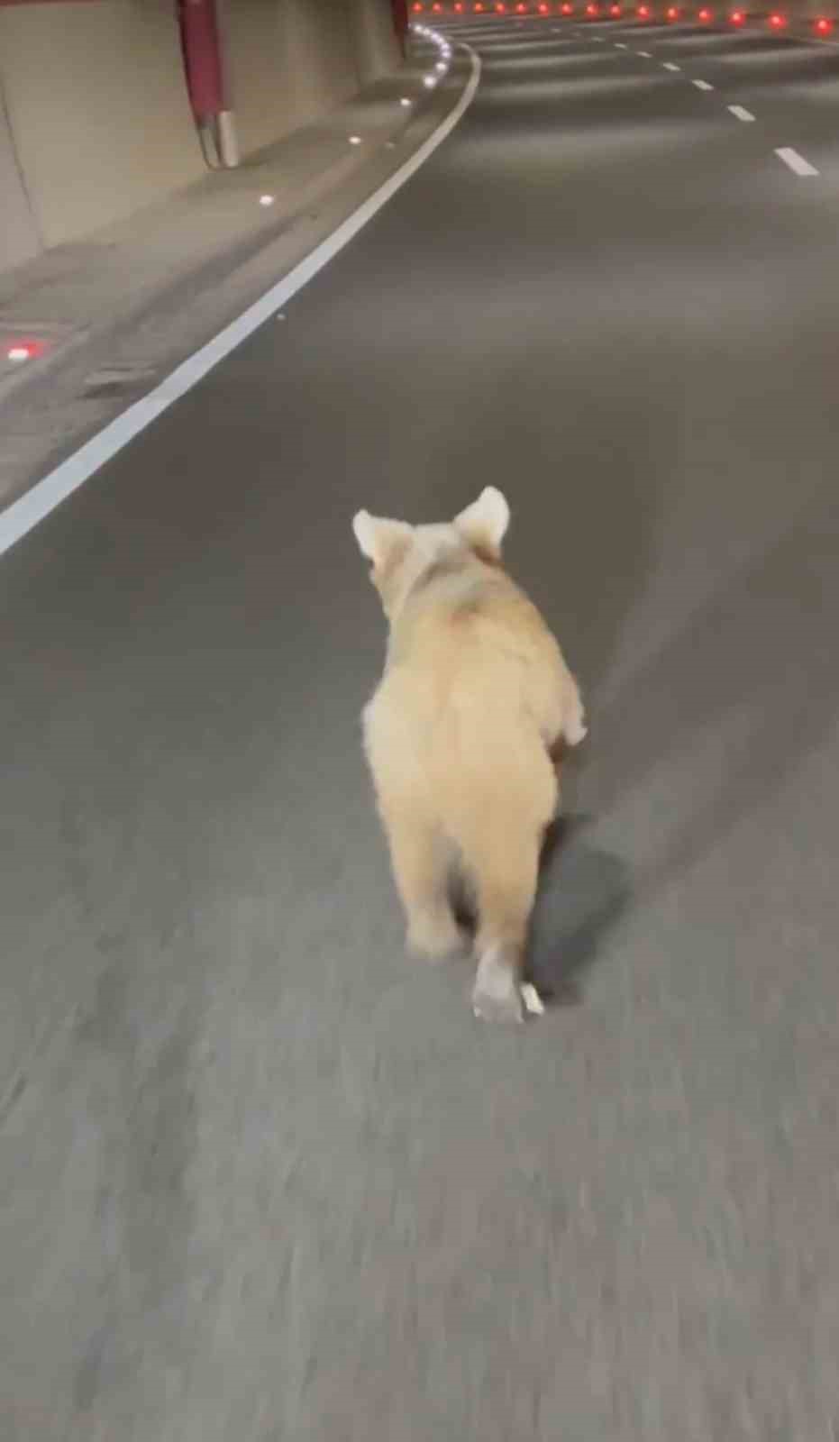 Tünelde koşan ayı cep telefonu kamerasında
