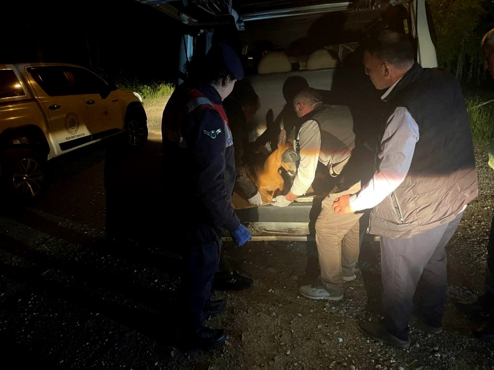 Yaralı karacayı jandarma koruma altına aldı