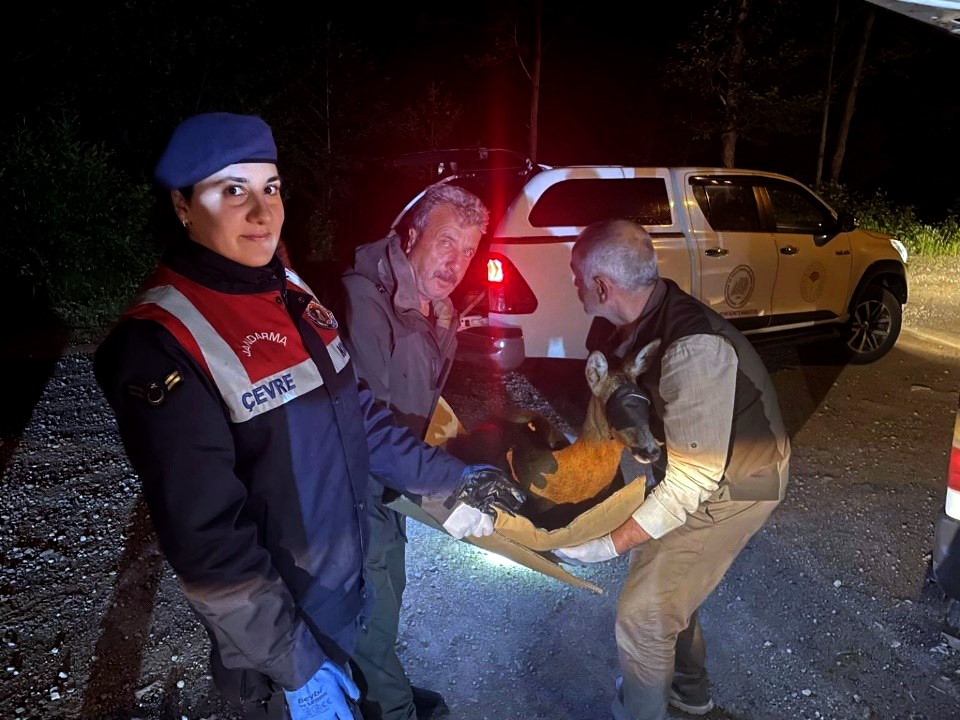 Yaralı karacayı jandarma koruma altına aldı
