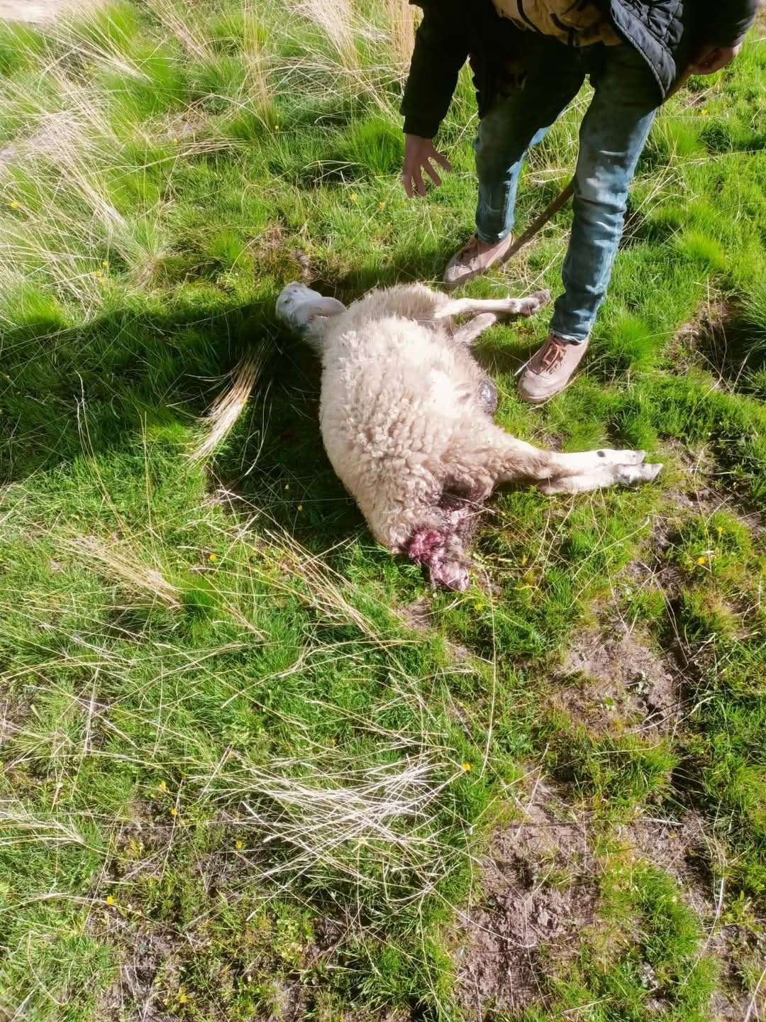 Sürüye saldıran kurtlar kuzuları telef etti