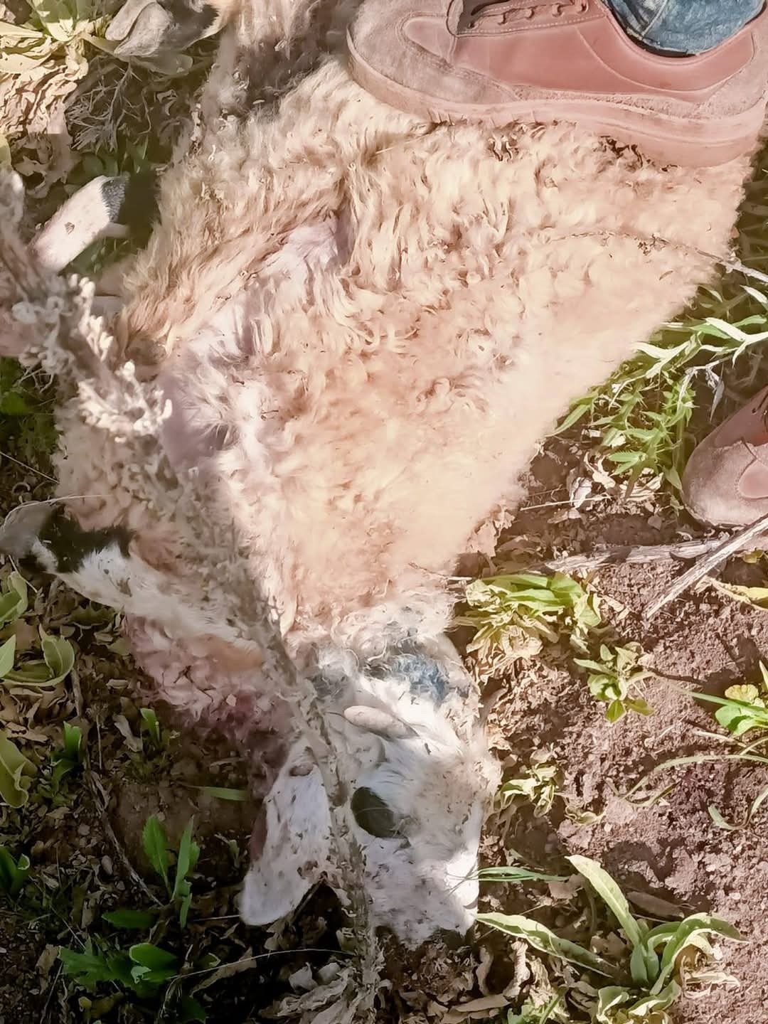 S&uuml;r&uuml;ye saldıran kurtlar kuzuları telef etti
