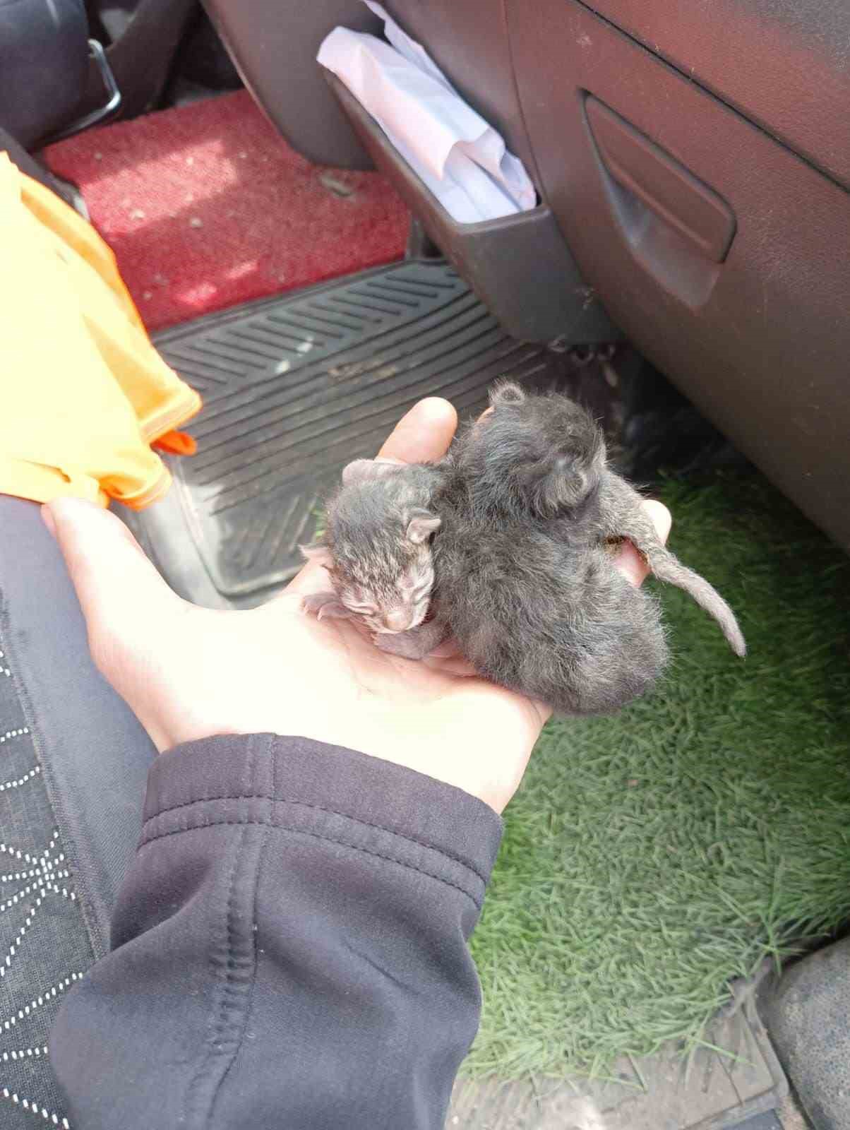Ara&ccedil; motorunda doğan yavru kedileri itfaiye ekipleri kurtardı
