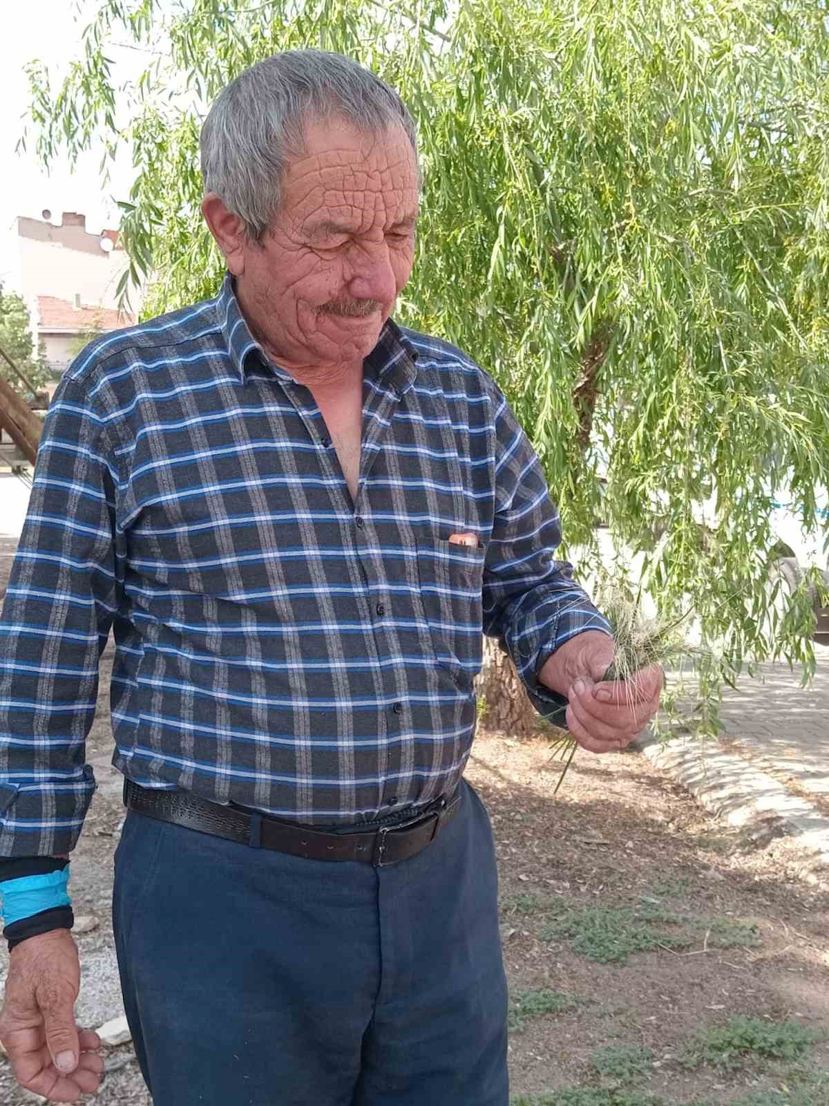 Eskişehir’de zirai don, buğday ve arpa üretimini vurdu