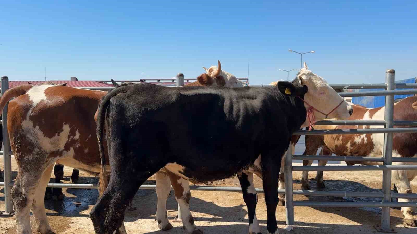 &Ccedil;oru&rsquo;da kurban pazarı yarın a&ccedil;ılıyor
