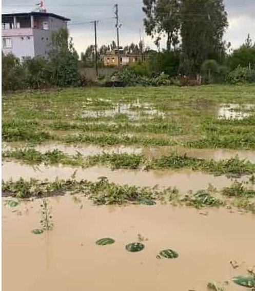 Adana’nın ilçelerinde tarım arazileri sular altında kaldı