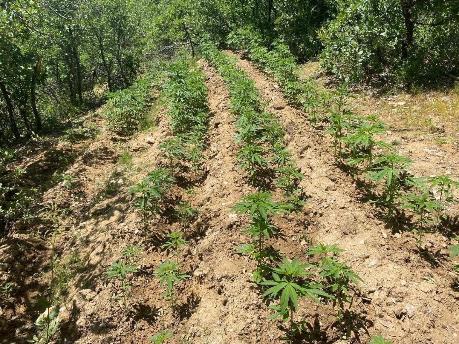 Bingöl’de 4 bin 763 kök kenevir ele geçirildi