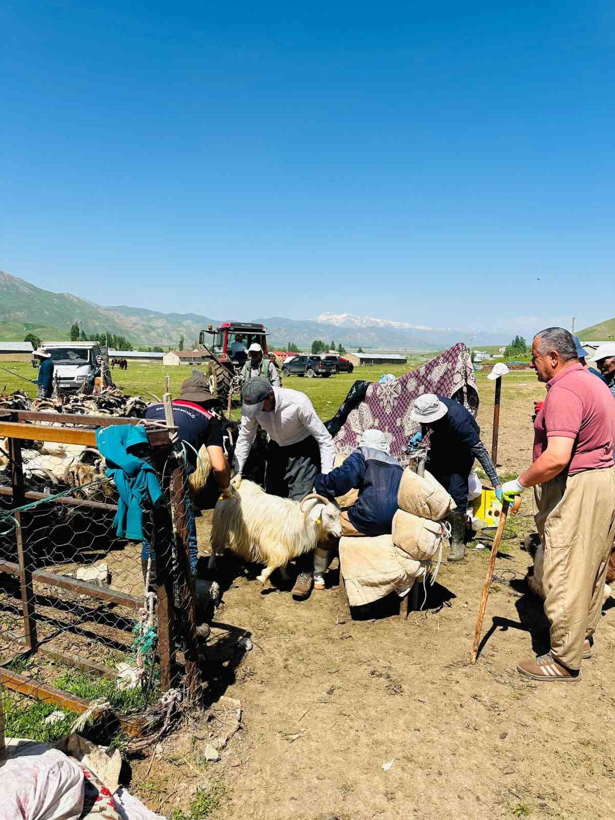 Y&uuml;ksekova&rsquo;da şap hastalığına karşı aşılama &ccedil;alışması devam ediyor
