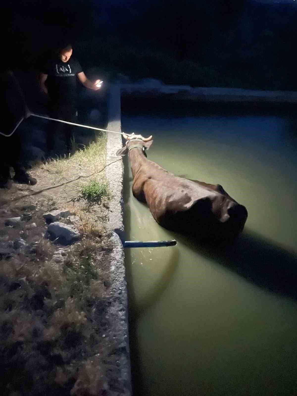 Adıyaman’da havuza düşen inek kurtarıldı